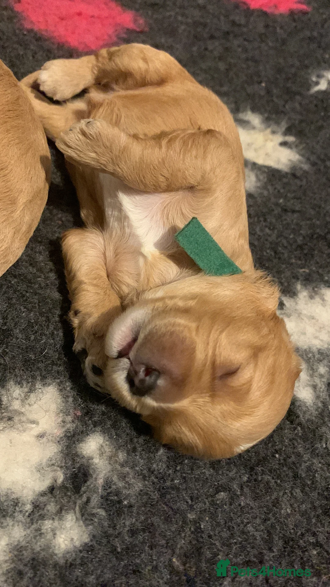 Cavapoo dogs for sale: Our beautiful F1 Cavapoo puppies are available - Advert 2