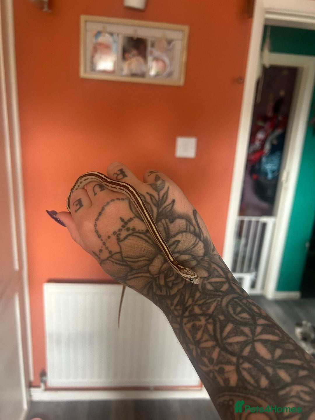 Mixed Breed reptiles for sale: Royal python and corn snake for sale in Chester  - Advert 5