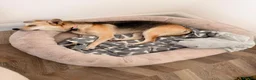 Mixed Breed dogs for adoption: ❤️Caramel❤️ 10-month-old lower-medium awesome girl - Advert 9