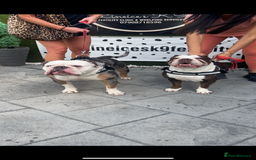 Old Tyme Bulldog dogs for sale: Rainbow litter of stunning old tyme bulldogs  - Image 13