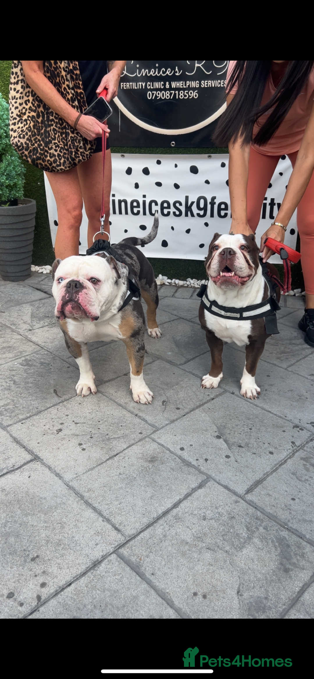 Old Tyme Bulldog dogs for sale: Rainbow litter of stunning old tyme bulldogs  - Image 13