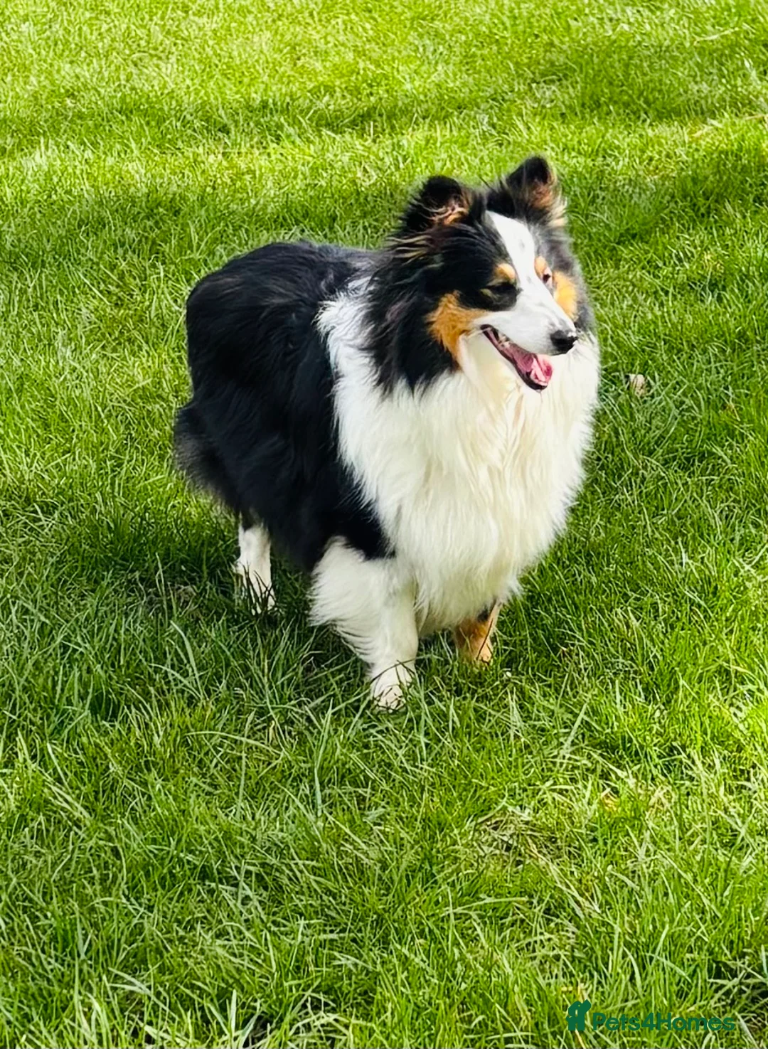 Shetland Sheepdog dogs for sale: sable and white Shetland sheepdog puppies  - Advert 2