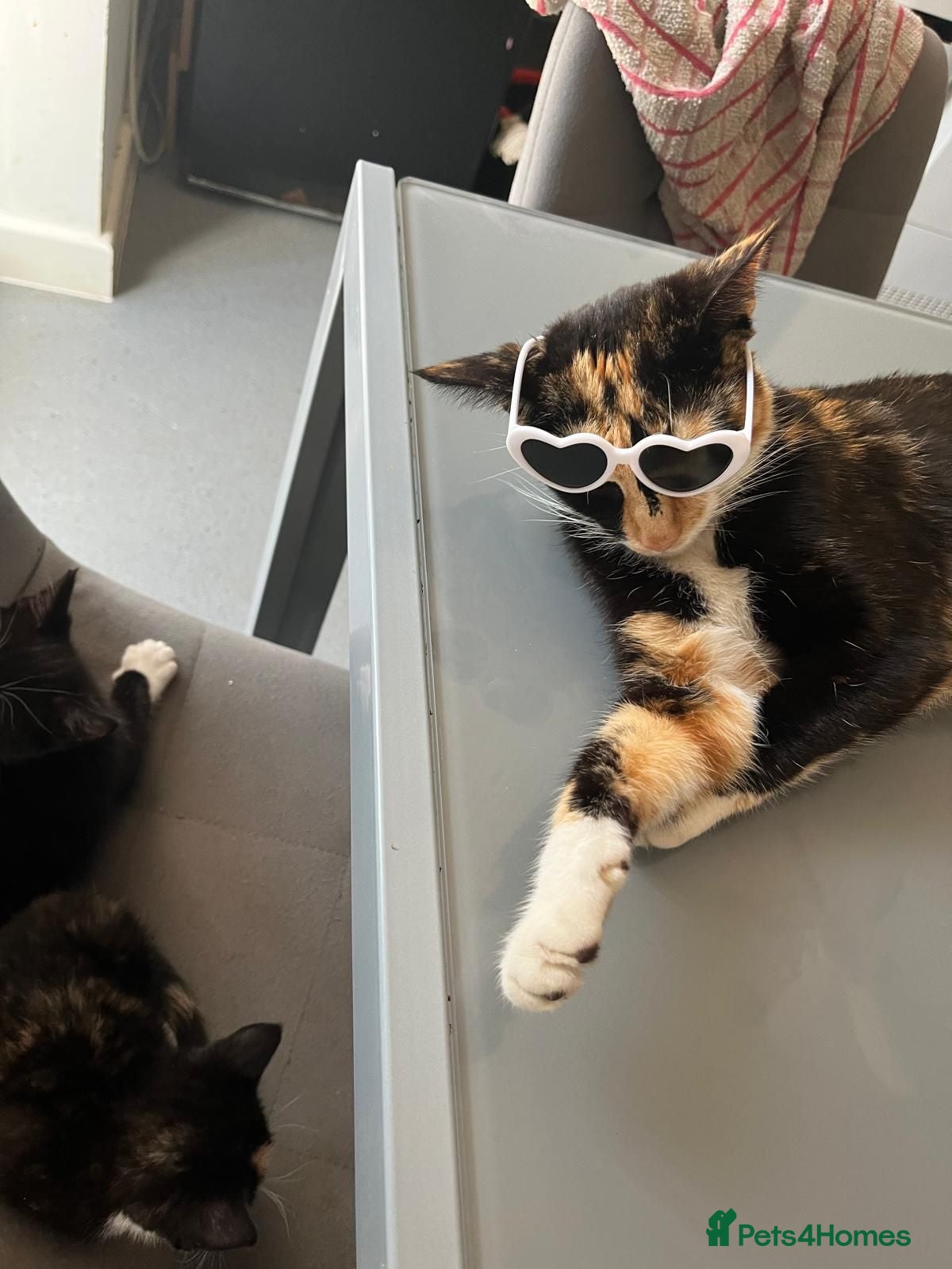 Mixed Breed cats 3 kittens for sale 2 male one female - Advert 10