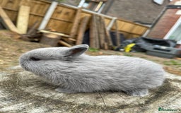 Netherland Dwarf rabbits for sale: Rare Colour purebred Netherland Dwarf  - Image 15