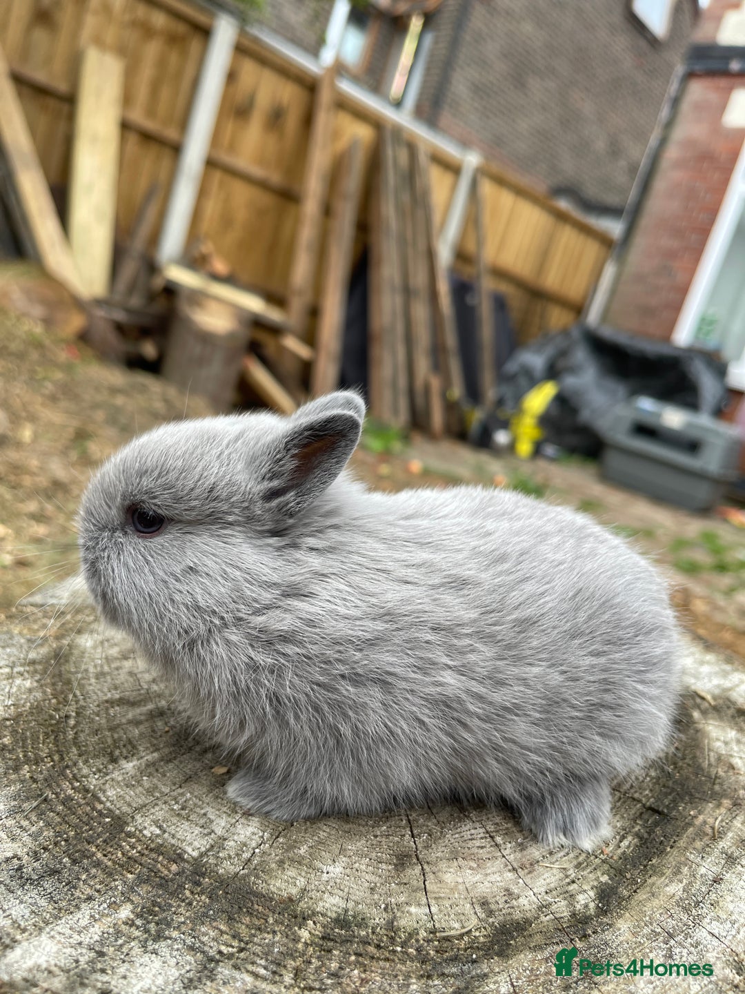 Netherland Dwarf rabbits for sale: Rare Colour purebred Netherland Dwarf  - Image 15