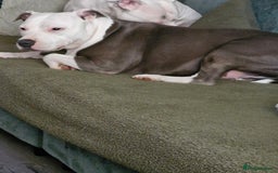 Staffordshire Bull Terrier dogs for sale: My gorgeous staffy girl - Image 2