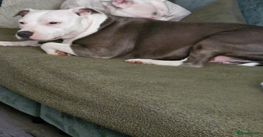 Staffordshire Bull Terrier dogs - Advert 6