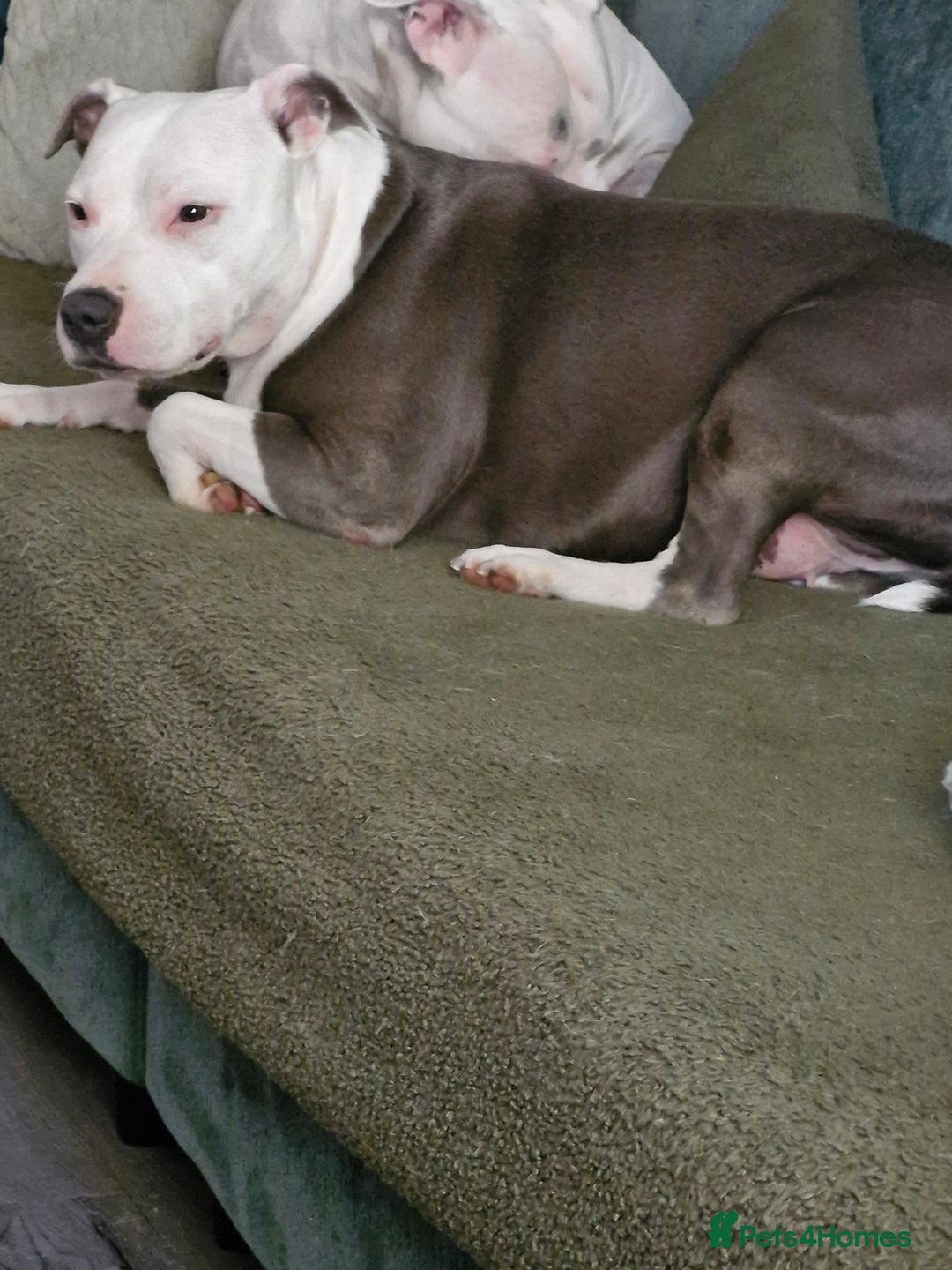 Staffordshire Bull Terrier dogs for sale: My gorgeous staffy girl - Image 2