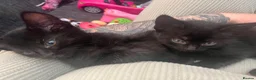 Mixed Breed cats for sale: Kittens  - Advert 3