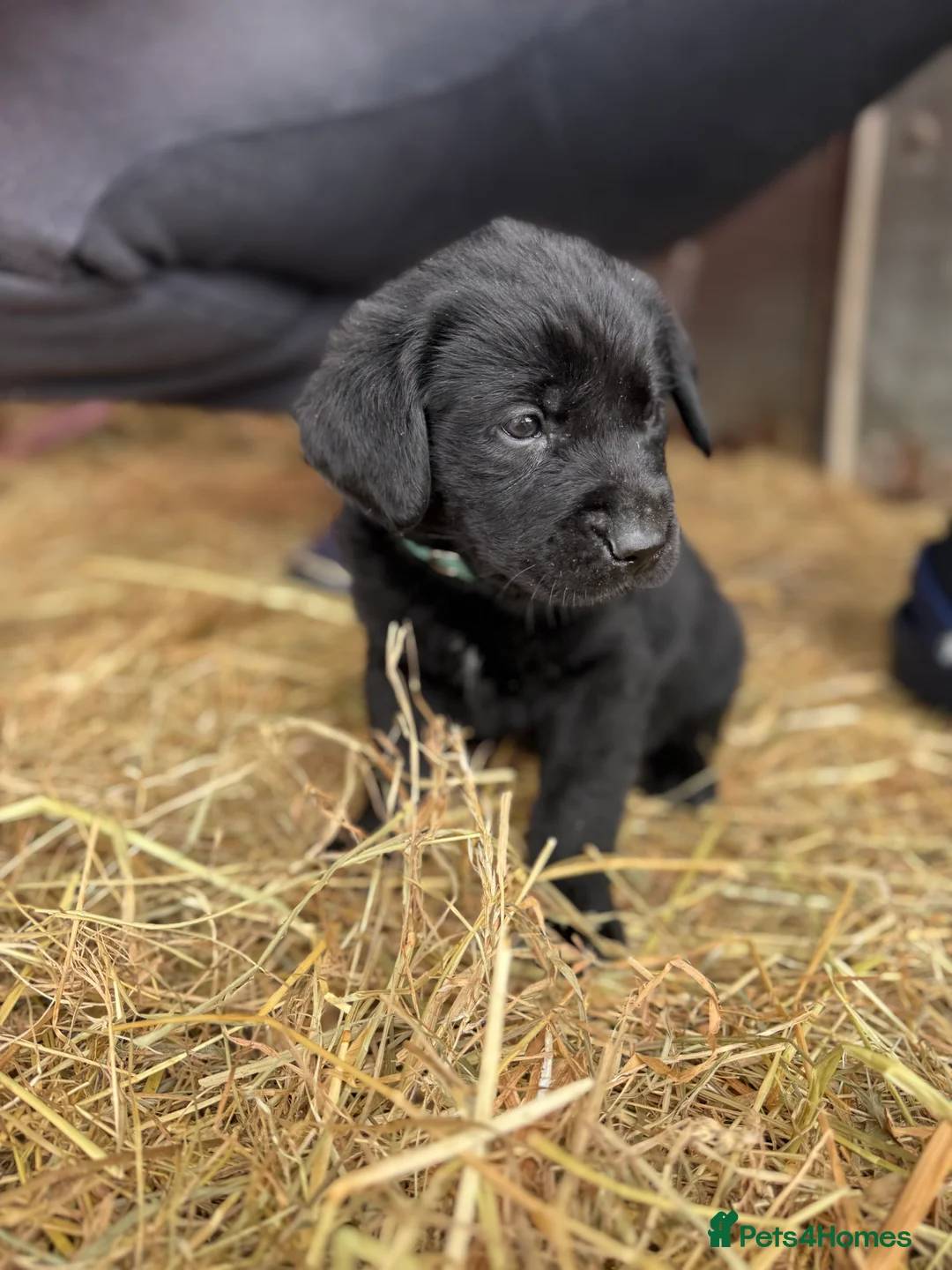 Labrador Retriever dogs for sale: Labrador retriever pups for sale black and gold X in Newark - Advert 3