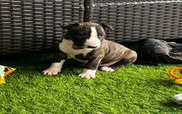 English Bull Terrier dogs for sale: Janineabullz bull terriers beautiful litter  - Image 34