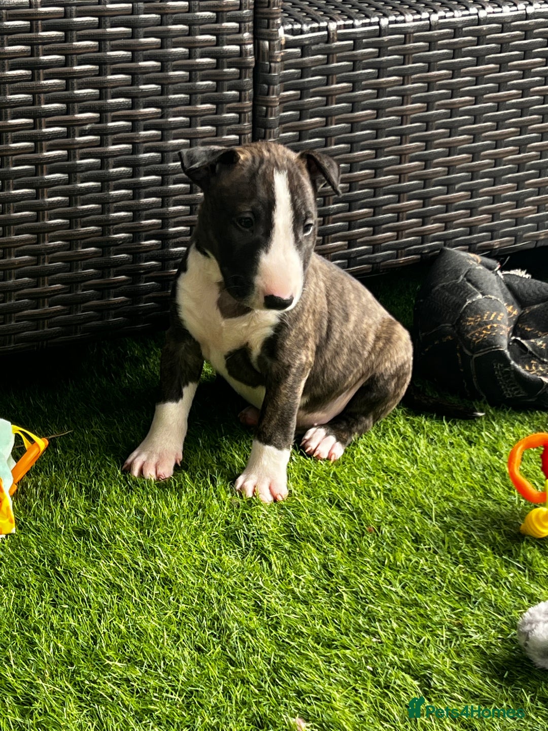 English Bull Terrier dogs for sale: Janineabullz bull terriers beautiful litter  - Image 34