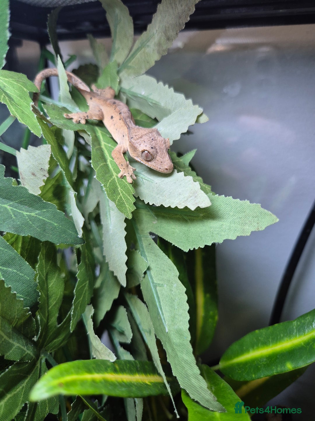 Gecko reptiles for sale: Crested Gecko Babies - Image 4
