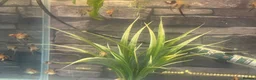 Angelfish fish for sale: Breeding Pair Koi Angel Fish - Advert 4