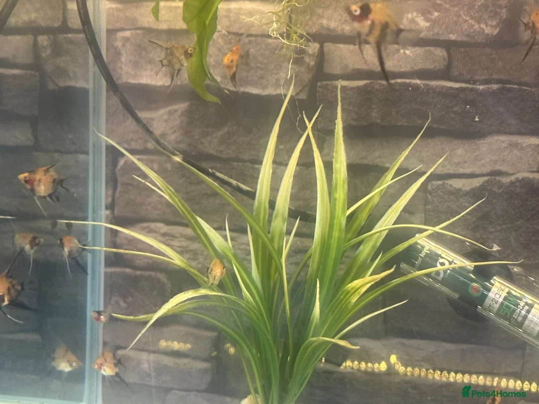 Angelfish fish for sale: Breeding Pair Koi Angel Fish - Advert 4