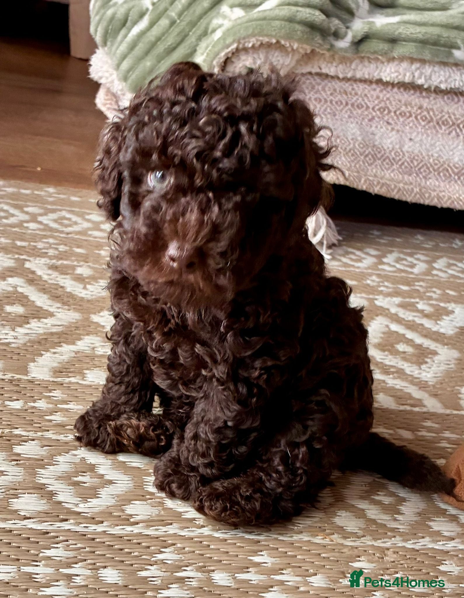 Toy Poodle dogs Toy poodles - Advert 4