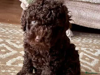 Toy Poodle dogs Toy poodles - Advert 4