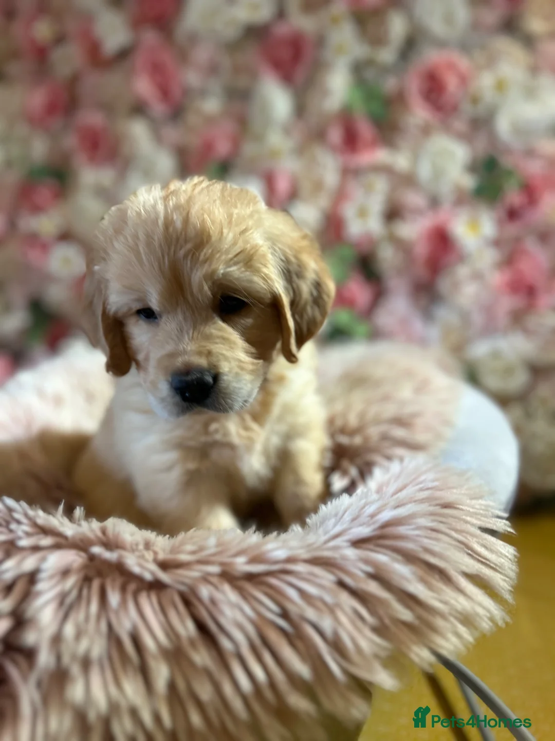 Golden Retriever dogs for sale: OUTSTANDING KC REG GOLDEN RETRIEVER PUPPIES  in Wisbech - Advert 2
