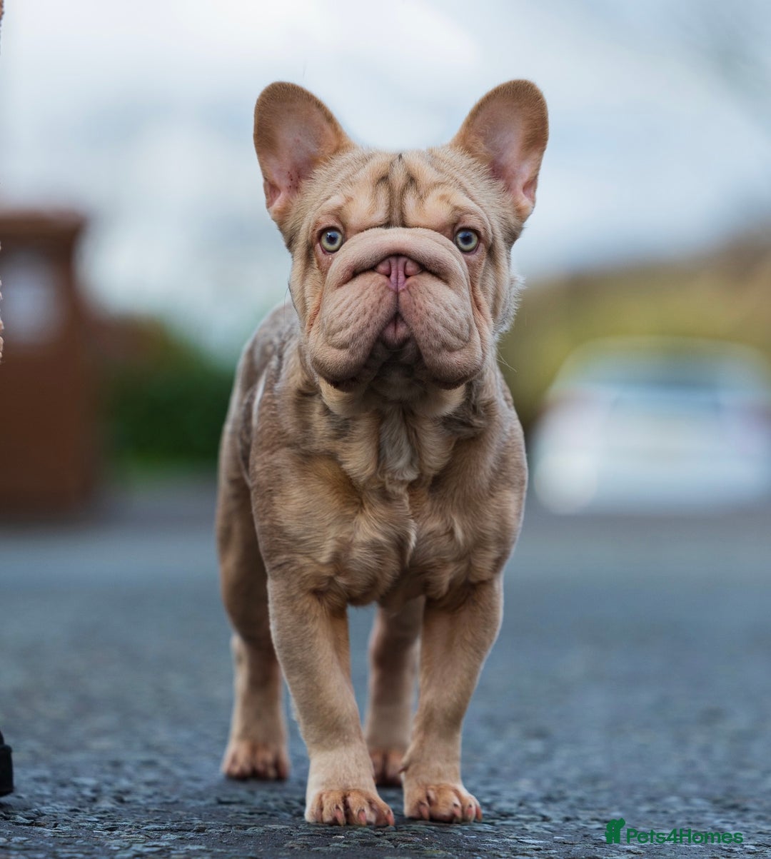 French Bulldog dogs for stud:  Isabella ** Boy carrying fluffy  in Manchester - Advert 1