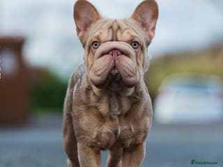 French Bulldog dogs Isabella ** Boy carrying fluffy in Manchester - Advert 18