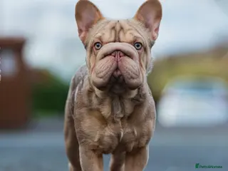 French Bulldog dogs Isabella ** Boy carrying fluffy in Manchester - Advert 7