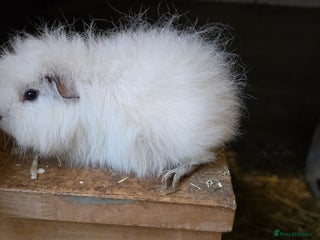 Guinea Pig rodents for sale - Advert 1