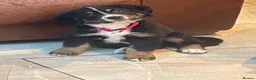 Bernese Mountain Dog dogs for sale: Stunning puppies! - Advert 2