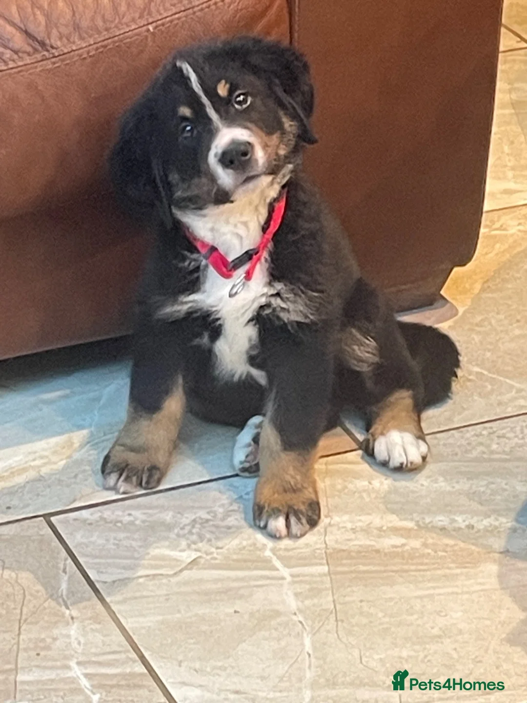 Bernese Mountain Dog dogs for sale: Stunning puppies! - Advert 2