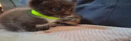 Mixed Breed cats for sale: Beautiful Ragdoll cross Kittens - Advert 9