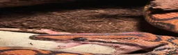Boa Snake reptiles for sale: Brazilian Rainbow Boa and glass terrarium - Advert 6