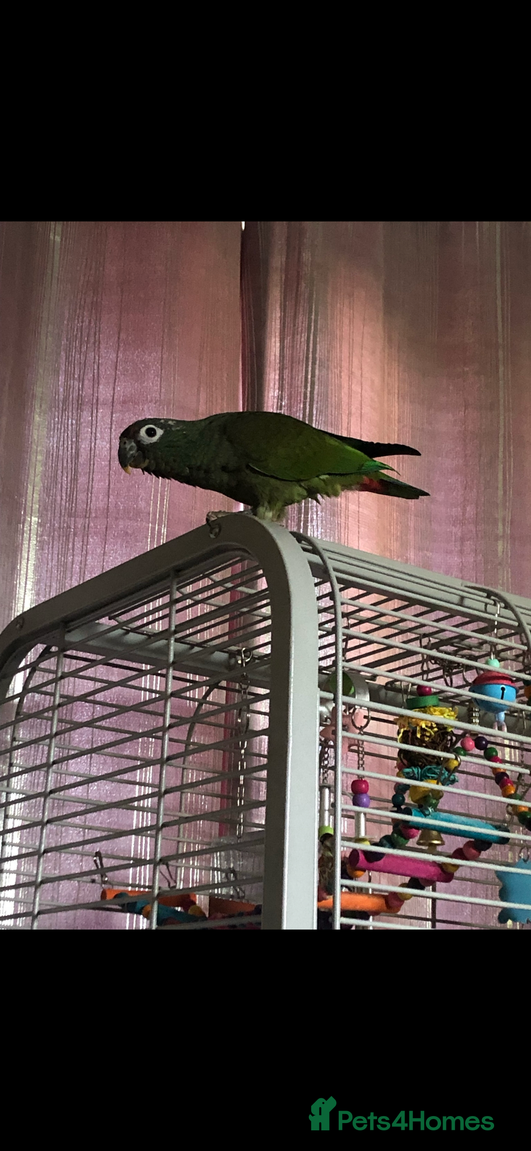 Parrots birds for sale: Parrot  - Advert 4