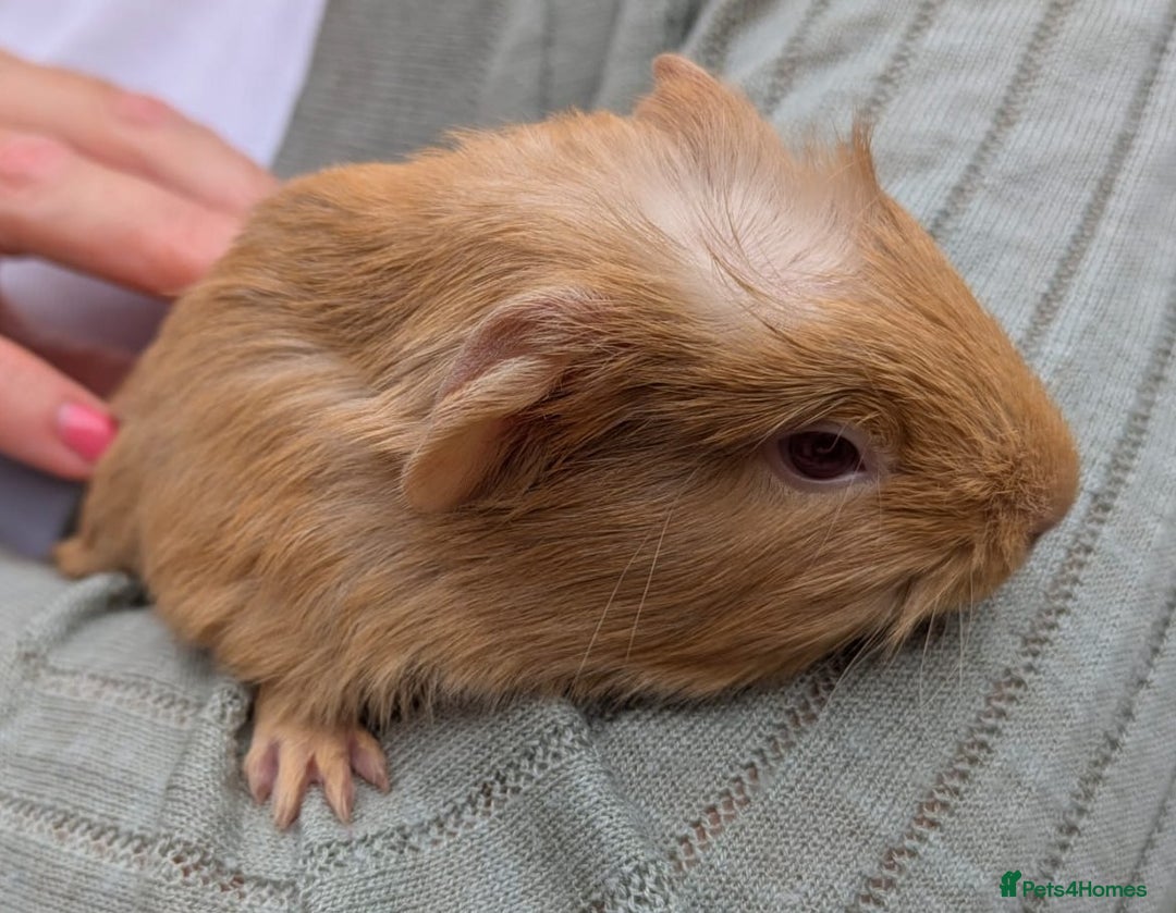 Guinea Pig rodents for sale: 4 Baby Boy Guinea Pigs  - Image 6