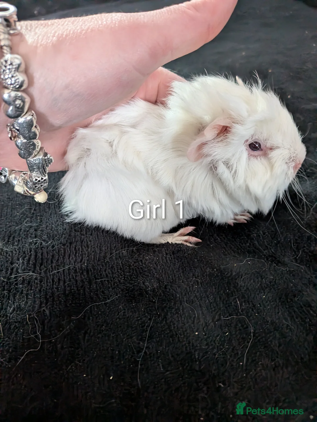 Guinea Pig rodents for sale: Baby boy guinea pig - Advert 2