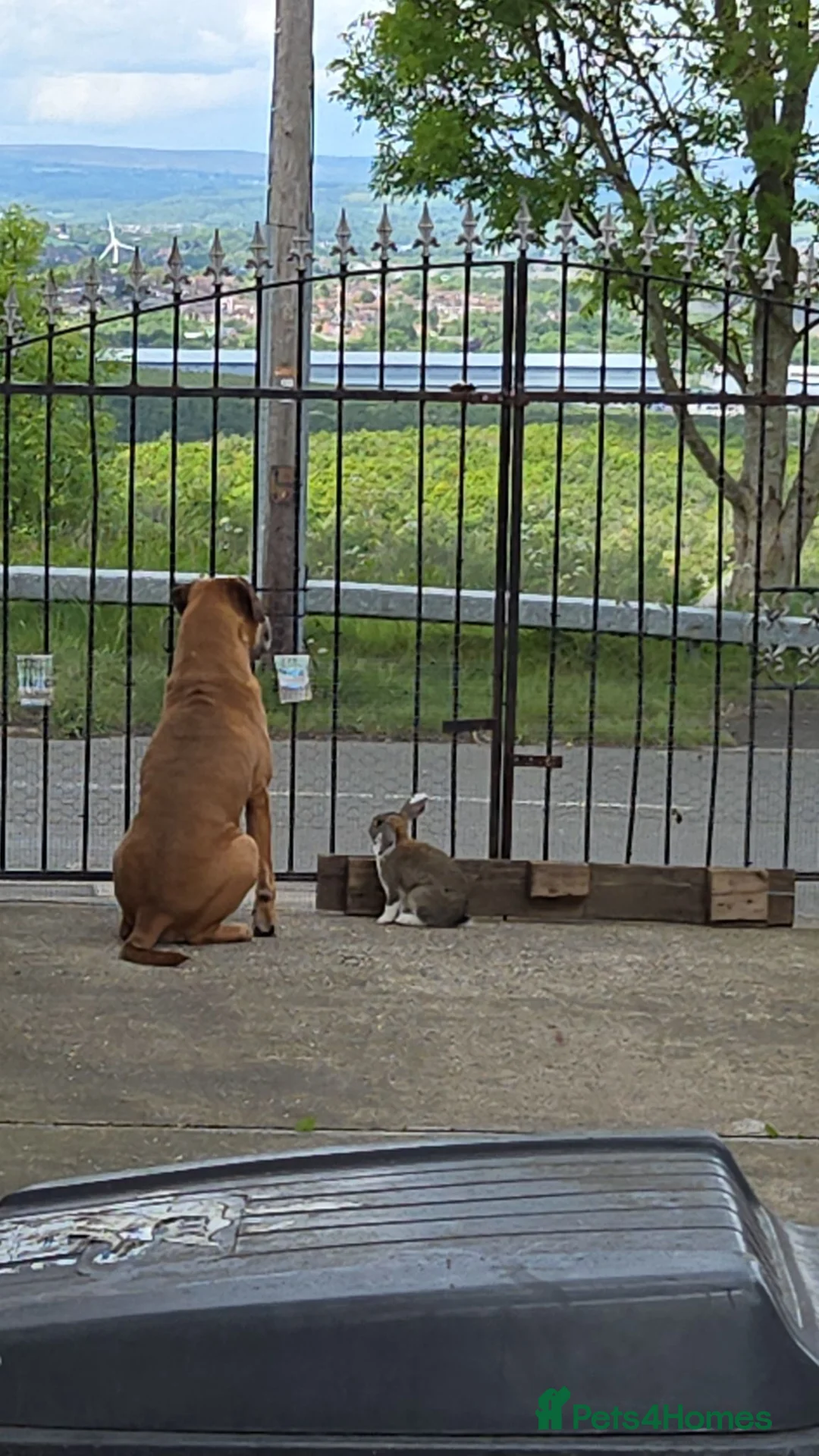 Mixed Breed rabbits for sale: Mixed break rabbit in Chesterfield - Advert 2