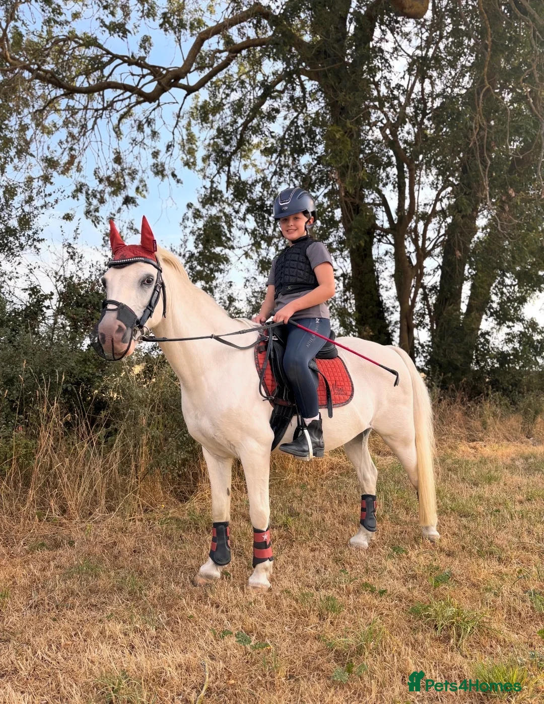 Welsh Section A horses for sale: Welsh Section A Pony in Aylesbury - Advert 1