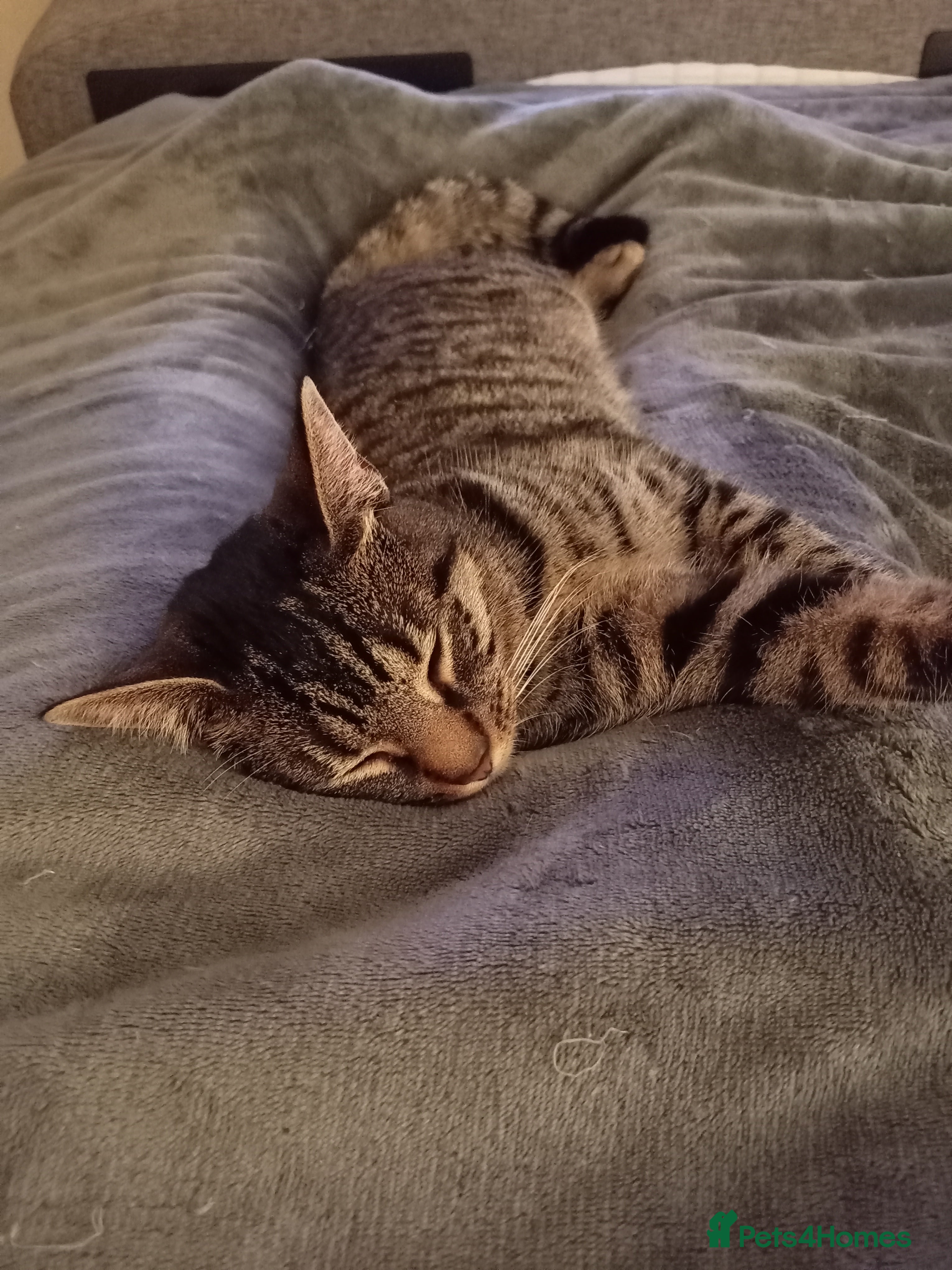 Mixed Breed cats Cat aged 1 called Kiara - Advert 1