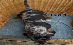 Dachshund dogs for sale: Gorgeous mini dachshund puppies!! - Image 5