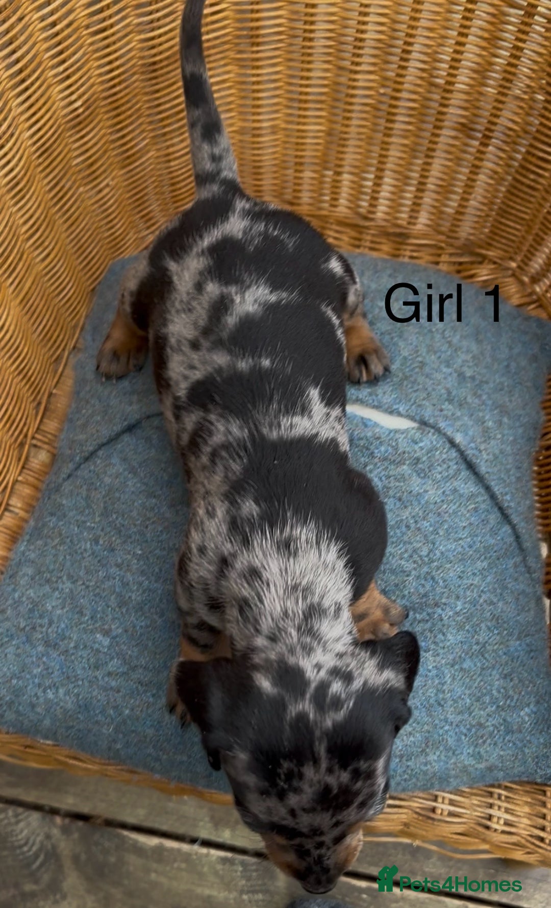 Dachshund dogs for sale: Gorgeous mini dachshund puppies!! - Image 5