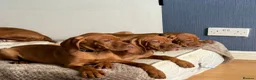 Hungarian Vizsla dogs for sale: 🇭🇺 Hungarian Vizsla puppies 🇭🇺 - Advert 3