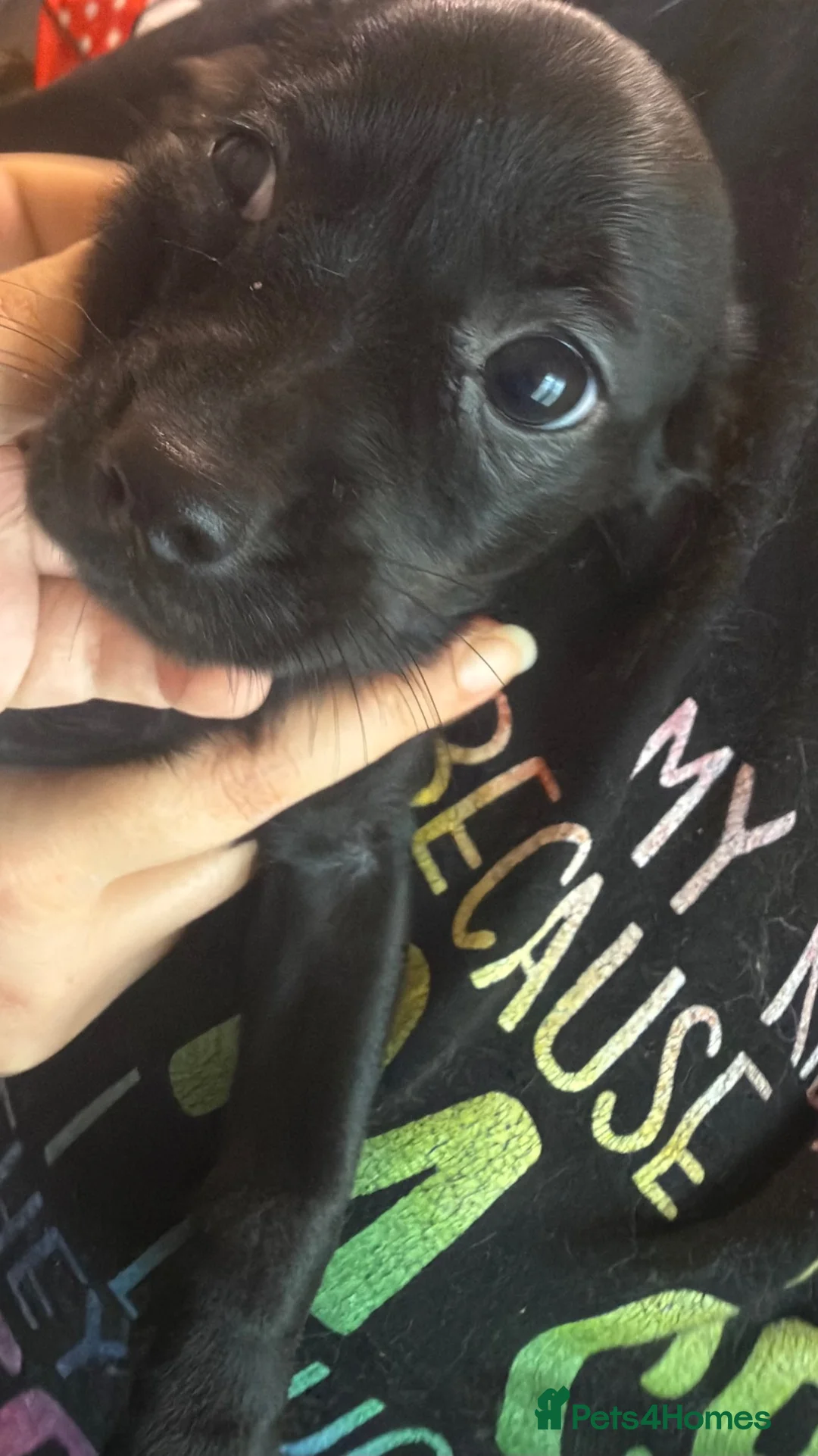 Mixed Breed dogs for sale: 5 boys 1 girl ready to leave now - Advert 12