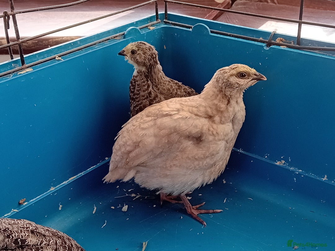 Quail poultry for sale: 6 x Healthy Young Quail – Ready for New Homes - Image 2