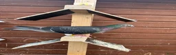 Pigeons birds for sale: Stock racing pigeon few left - Advert 9