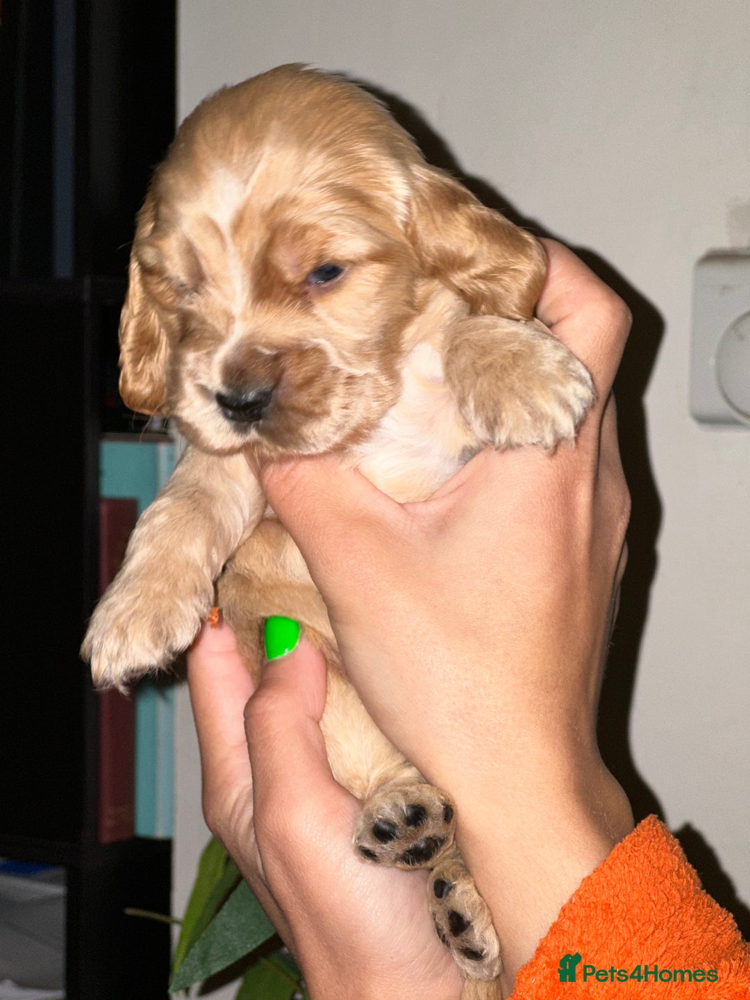 Cocker Spaniel dogs for sale: KC Stunning Golden Show-Type Cocker Spaniel  - Advert 9