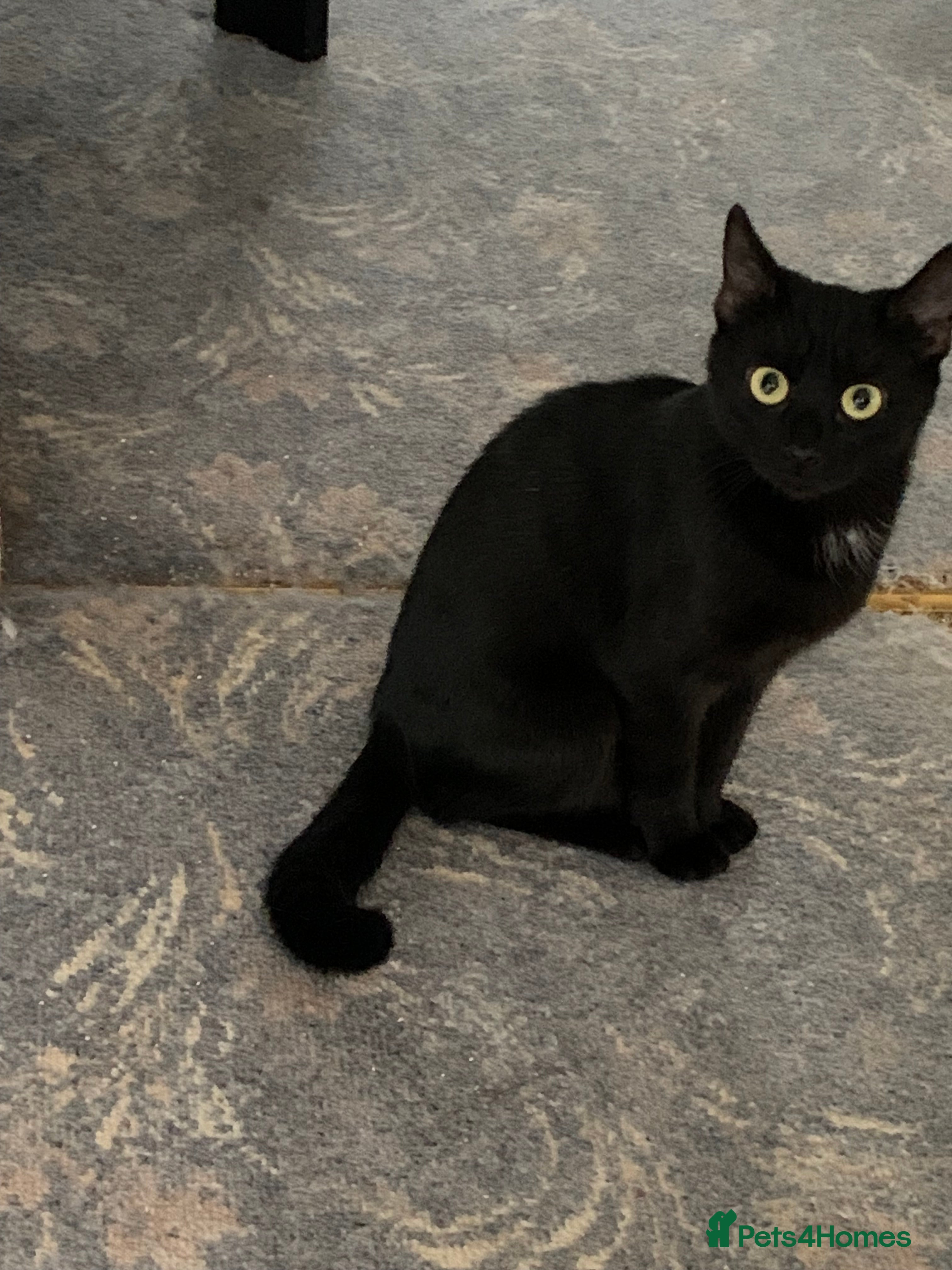 Mixed Breed cats Two Beautiful Black Female cats - Indoor Only   - Advert 9