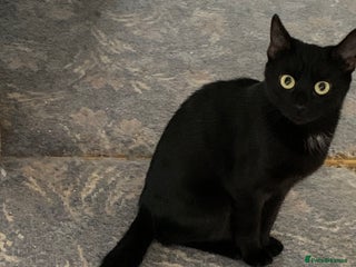 Mixed Breed cats Two Beautiful Black Female cats - Indoor Only - Advert 9