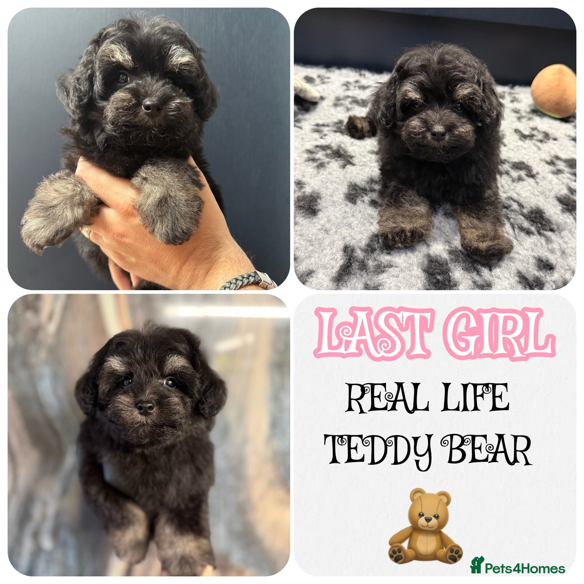 Schnoodle dogs 💫 LAST GIRL DNA CLEAR FLUFFY SCHNOODLE 💫 - Advert 1