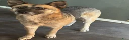 Mixed Breed dogs for adoption: Gorgeous Emilia ready for a new home! - Advert 12