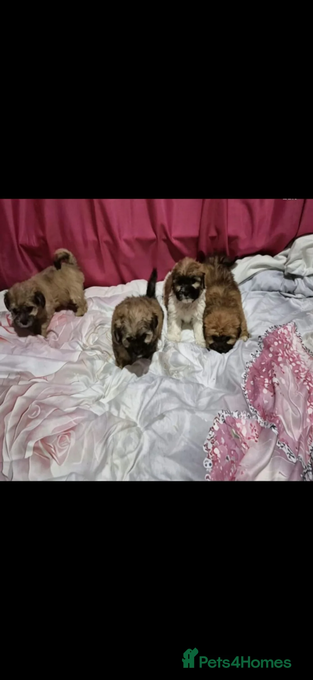 Malshi dogs for sale: Malchi puppies for sale  in Manchester - Advert 3