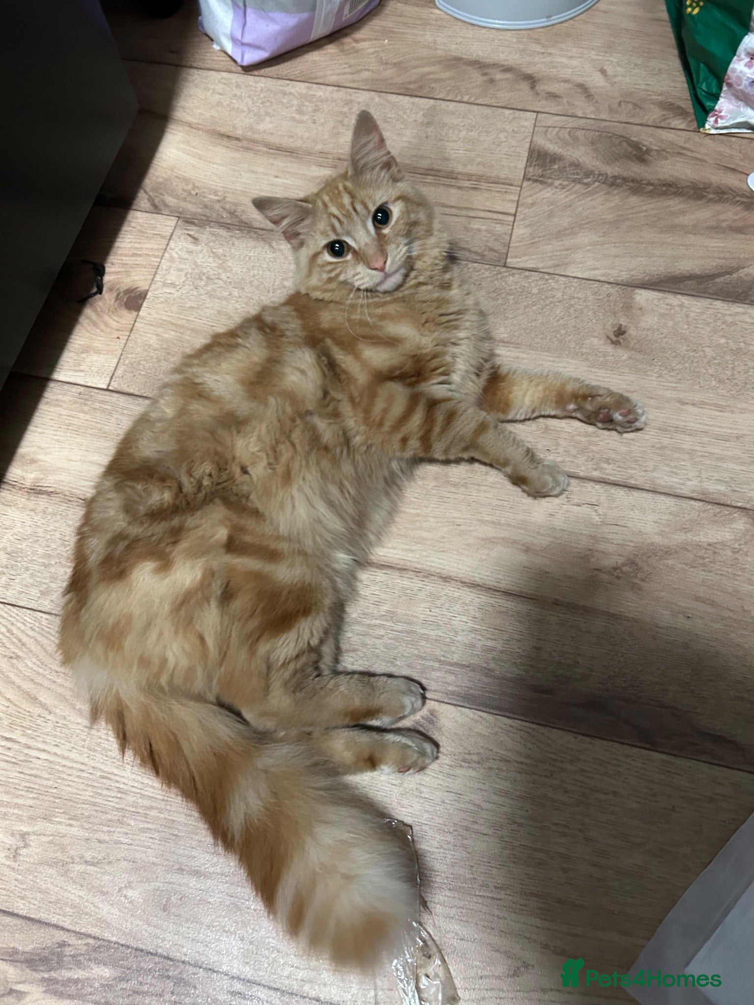 Mixed Breed cats 1year old male Maine coone X - Advert 1