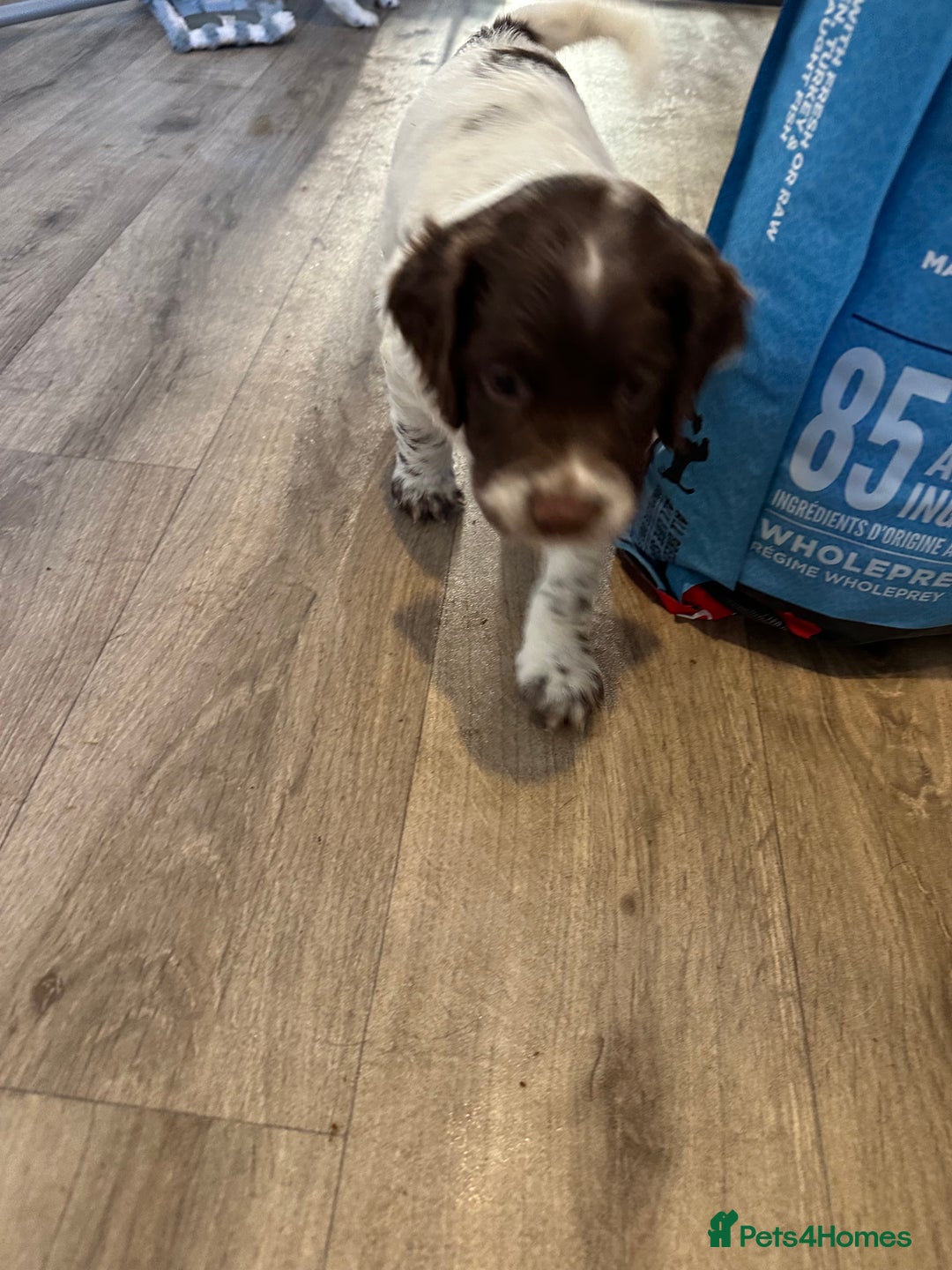 Sprocker dogs for sale: SPROCKER PUPPIES FOR SALE - Advert 18
